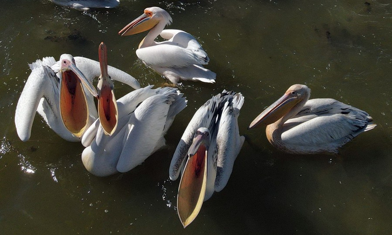 Pelicans on a lake in Konya, Turkey, on May 22, 2021.(Photo: Xinhua)