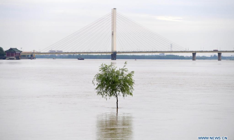 Photo taken on May 23, 2021 shows a tree immersed in water in the Ganjiang River in Nanchang, east China's Jiangxi Province. Water level of Ganjiang River has been rising due to the torrential rain.(Photo: Xinhua)