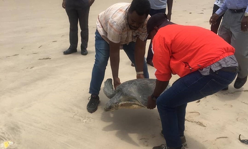 People release a sea turtle into the sea in Lagos, Nigeria, May 17, 2021.(Photo: Xinhua)