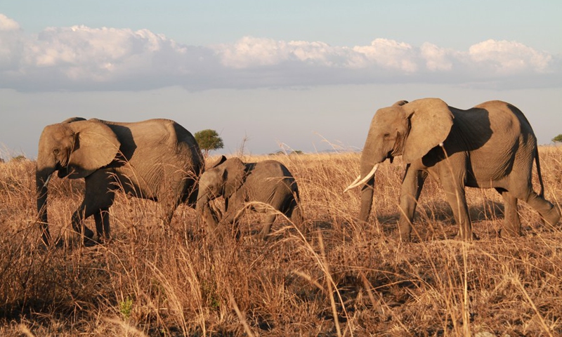 File photo taken on November 14, 2017 shows elephants at Mikumi National Park near Morogoro, Tanzania. (Photo: Xinhua)