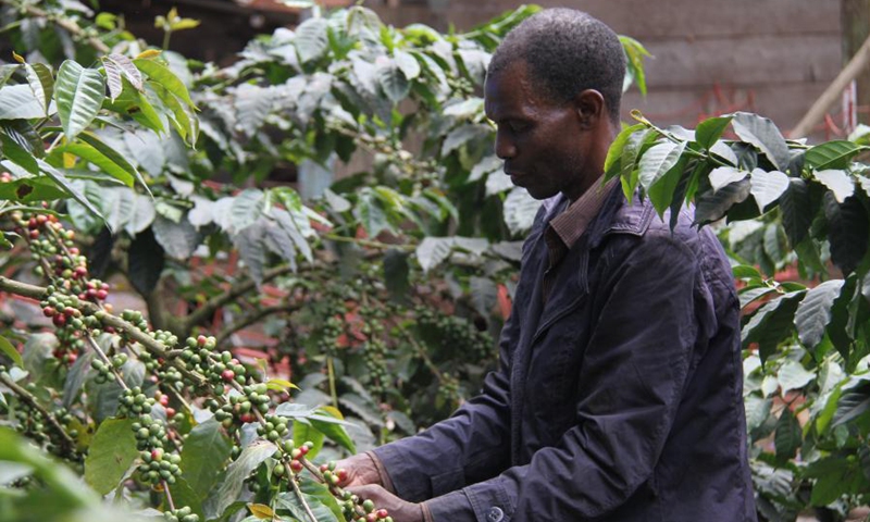 A farmer harvests fresh coffee beans in Arusha Region, Tanzania, Sept 15, 2020. (Photo: Xinhua)