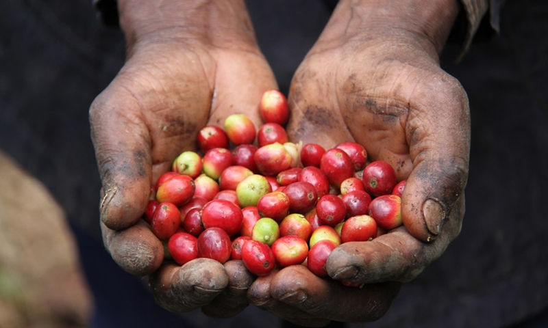 A farmer displays a handful of fresh coffee beans in Arusha Region, Tanzania, Sept 15, 2020.(Photo: Xinhua)