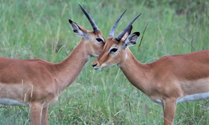 Gazelles are seen at Nairobi National Park in Nairobi, capital of Kenya, May 19, 2021. (Photo: Xinhua)