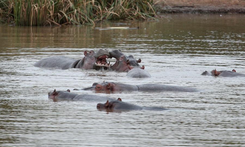 Hippos are seen in the water at Nairobi National Park in Nairobi, capital of Kenya, May 19, 2021. (Photo: Xinhua)
