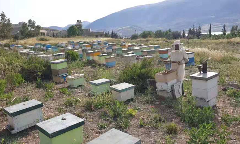 A beekeeper inspects his beehives in a citrus orchard in Lebanon's southern town of Hasbaya on May 21, 2021.(Photo: Xinhua)