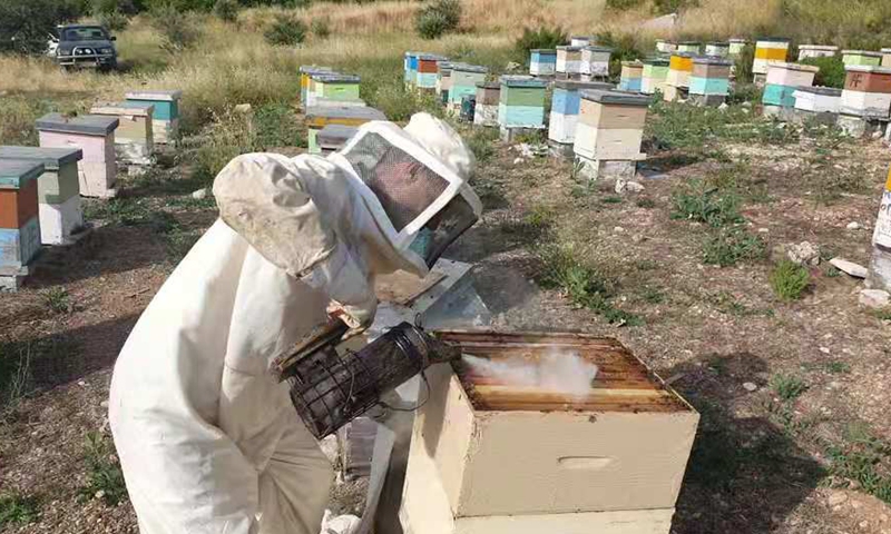 A beekeeper inspects his beehives in a citrus orchard in Lebanon's southern town of Hasbaya on May 21, 2021.(Photo: Xinhua)