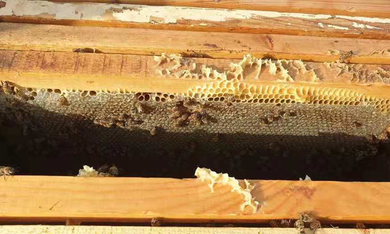 Photo shows a beehive on located in a citrus orchard in Lebanon's southern town of Hasbaya on May 21, 2021.(Photo: Xinhua)