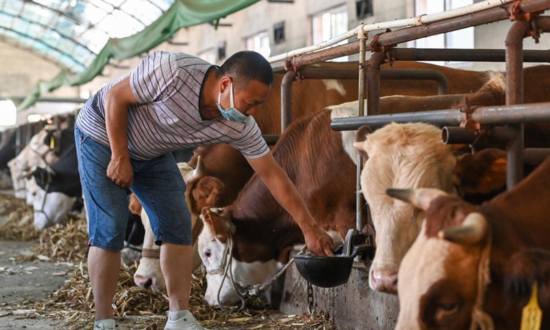 A farmer checks the water feeding device at a cattle farm in Yining County in Kazak Autonomous Prefecture of Ili, northwest China's Xinjiang Uygur Autonomous Region, May 27, 2021. In recent years, Yining has optimized the local animal husbandry industrial structure to improve on how the industry develops. Meanwhile, more science-based steps have been taken to achieve economies of scale and increase farmers' income. Photo: Xinhua