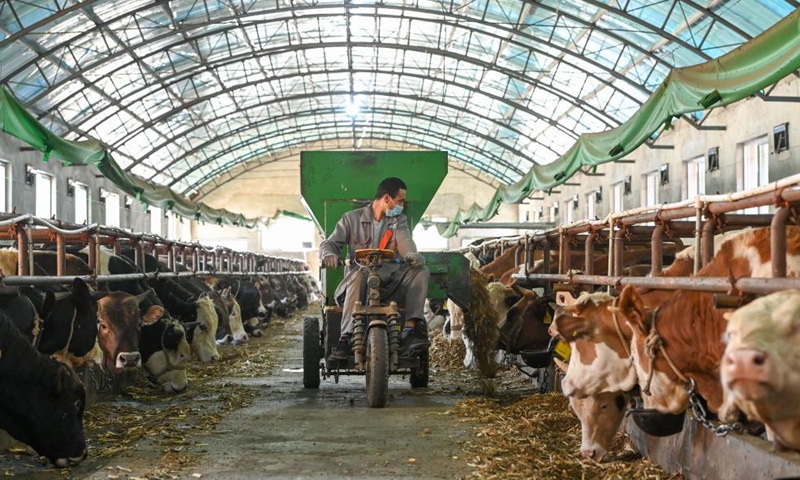 A farmer feeds cattle at a farm in Yining County in Kazak Autonomous Prefecture of Ili, northwest China's Xinjiang Uygur Autonomous Region, May 27, 2021. In recent years, Yining has optimized the local animal husbandry industrial structure to improve on how the industry develops. Meanwhile, more science-based steps have been taken to achieve economies of scale and increase farmers' income. Photo: Xinhua