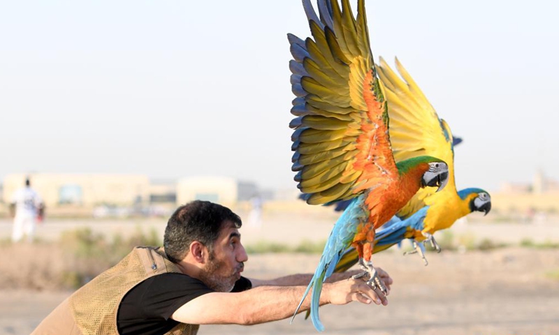 A bird lover trains parrots during a training show held in Capital Governorate, Kuwait, May 28, 2021.Photo:Xinhua