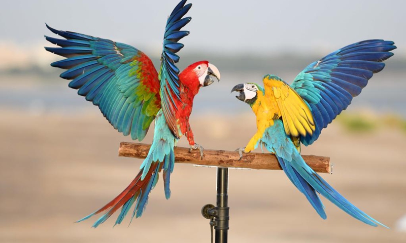 Parrots are seen during a training show held by bird lovers in Capital Governorate, Kuwait, May 28, 2021.Photo:Xinhua