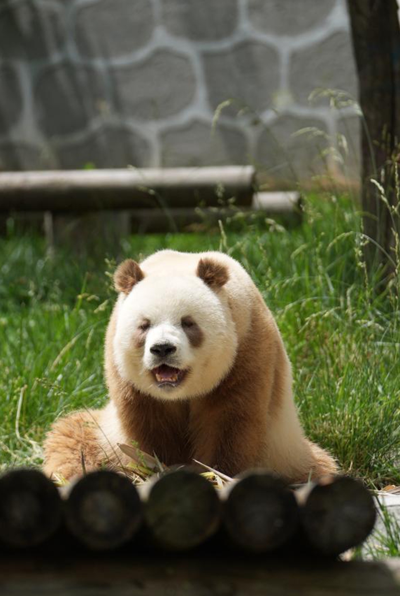 Photo taken on May 28, 2021 shows brown giant panda Qizai at a newly opened science park dedicated to the protection of wild animals in Zhouzhi County of Xi'an, northwest China's Shaanxi Province.   Photo: Xinhua