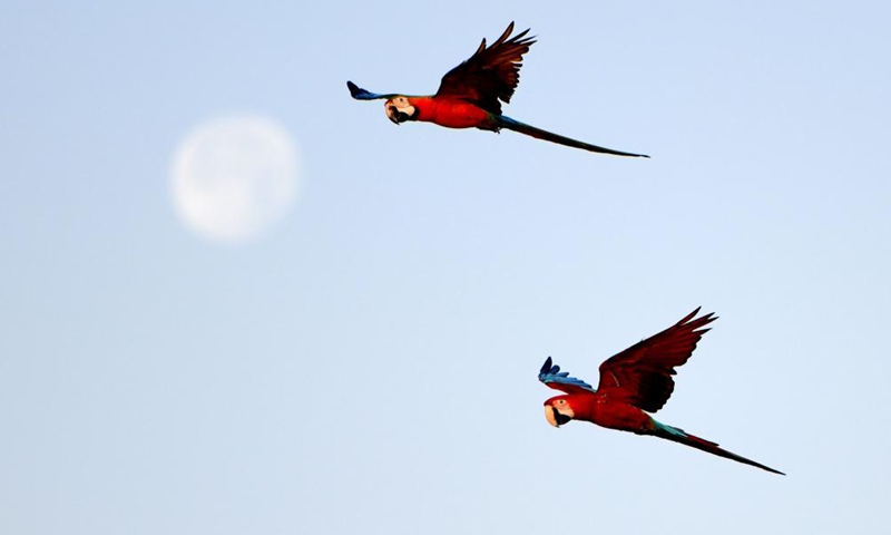 Parrots are seen during a training show held by bird lovers in Capital Governorate, Kuwait, May 28, 2021.Photo:Xinhua