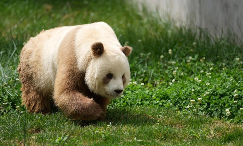 Photo taken on May 28, 2021 shows brown giant panda Qizai at a newly opened science park dedicated to the protection of wild animals in Zhouzhi County of Xi'an, northwest China's Shaanxi Province.   Photo: Xinhua