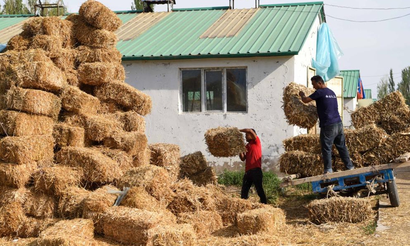 Farmers unload fodder at an organic cultivation base of a dairy company in Yining County in Kazak Autonomous Prefecture of Ili, northwest China's Xinjiang Uygur Autonomous Region, May 27, 2021. In recent years, Yining has optimized the local animal husbandry industrial structure to improve on how the industry develops. Meanwhile, more science-based steps have been taken to achieve economies of scale and increase farmers' income.  Photo: Xinhua