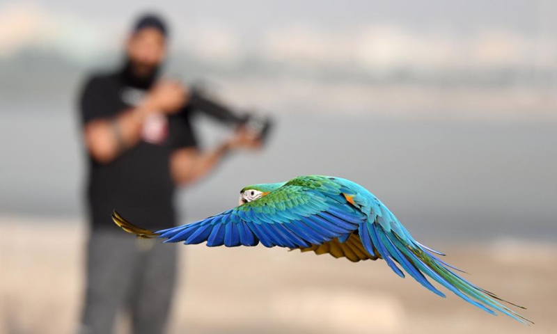 A parrot is seen during a training show held by bird lovers in Capital Governorate, Kuwait, May 28, 2021.Photo:Xinhua