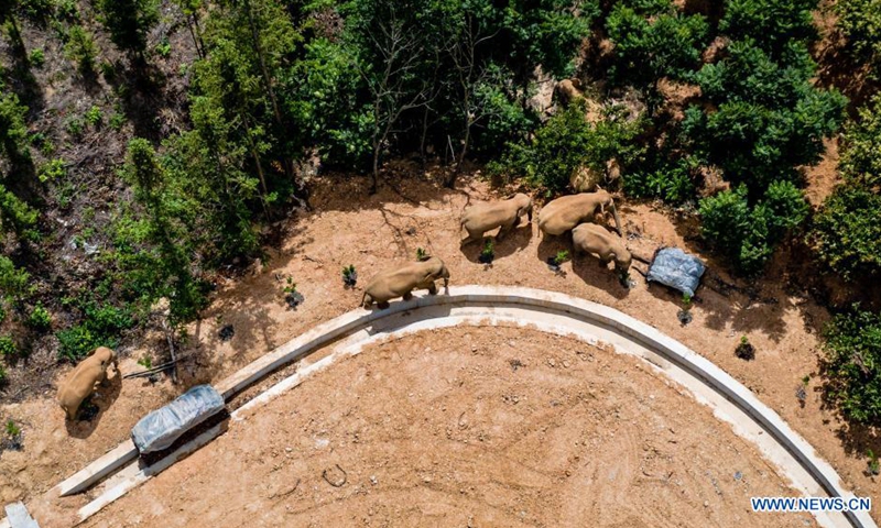 Aerial photo taken on May 28, 2021 shows a herd of wild Asian elephants in Eshan County, Yuxi City, southwest China's Yunnan Province. Authorities are tracking 15 wild Asian elephants in southwest China's Yunnan Province as the herd migrates northward. The elephants are now wandering in the county of Eshan, following a long journey from the province's southmost prefecture starting from April 16.(Photo: Xinhua)