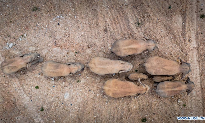 Aerial photo taken on May 28, 2021 shows a herd of wild Asian elephants in Eshan County, Yuxi City, southwest China's Yunnan Province. Authorities are tracking 15 wild Asian elephants in southwest China's Yunnan Province as the herd migrates northward. The elephants are now wandering in the county of Eshan, following a long journey from the province's southmost prefecture starting from April 16.(Photo: Xinhua)