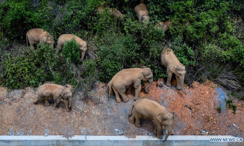 Aerial photo taken on May 28, 2021 shows a herd of wild Asian elephants in Eshan County, Yuxi City, southwest China's Yunnan Province. Authorities are tracking 15 wild Asian elephants in southwest China's Yunnan Province as the herd migrates northward. The elephants are now wandering in the county of Eshan, following a long journey from the province's southmost prefecture starting from April 16.(Photo: Xinhua)