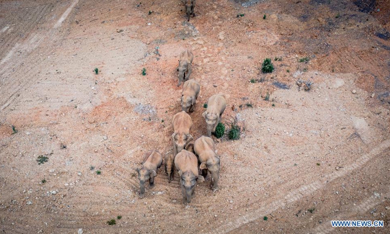 Aerial photo taken on May 28, 2021 shows a herd of wild Asian elephants in Eshan County, Yuxi City, southwest China's Yunnan Province. Authorities are tracking 15 wild Asian elephants in southwest China's Yunnan Province as the herd migrates northward. The elephants are now wandering in the county of Eshan, following a long journey from the province's southmost prefecture starting from April 16.(Photo: Xinhua)