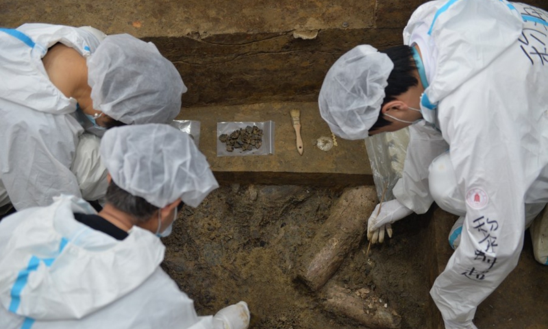 Photo taken on May 26, 2021 shows archeologists cleaning up ivory relics found in the No.7 sacrificial pit at Sanxingdui Ruins site in Guanghan, southwest China's Sichuan Province.(Photo: Xinhua)