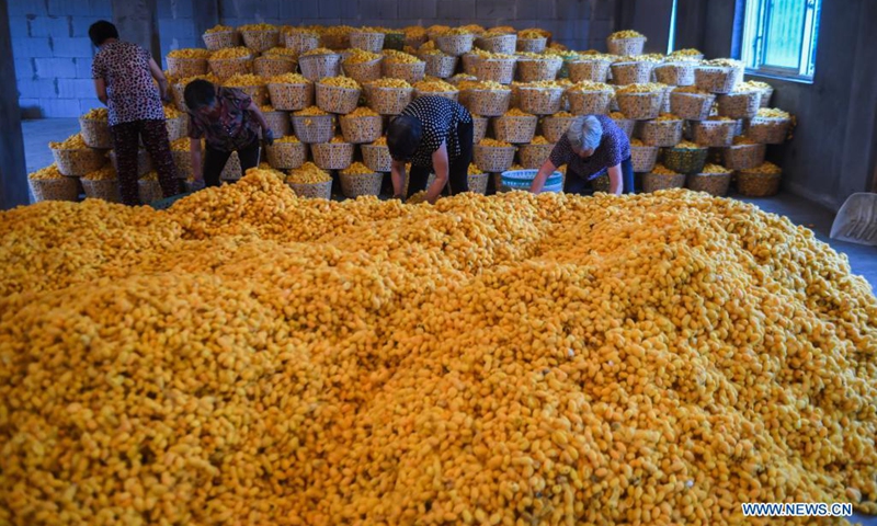 Staff arrange purchased golden cocoons at a sericulture cooperative in Jiansheng Village of Tongxiang City, east China's Zhejiang Province, May 26, 2021. Tongxiang, east China's Zhejiang Province, is famous for its over 4,000 years' history of sericulture. Its silkworm breeding and mulberry planting tradition has been listed by the State Council as the national intangible cultural heritage. A new variety of silkworm called golden cocoon is pale gold in color.(Photo: Xinhua)