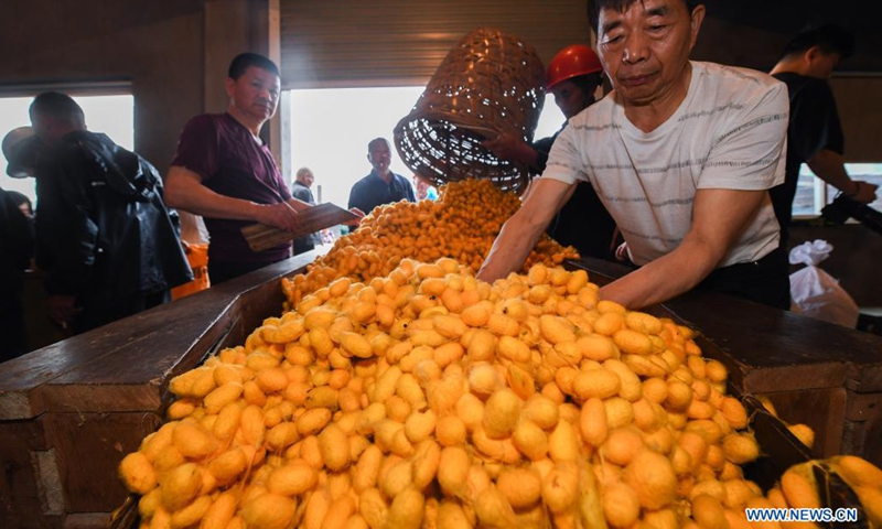 Staff arrange purchased golden cocoons at a sericulture cooperative in Jiansheng Village of Tongxiang City, east China's Zhejiang Province, May 26, 2021. Tongxiang, east China's Zhejiang Province, is famous for its over 4,000 years' history of sericulture. Its silkworm breeding and mulberry planting tradition has been listed by the State Council as the national intangible cultural heritage. A new variety of silkworm called golden cocoon is pale gold in color.(Photo: Xinhua)