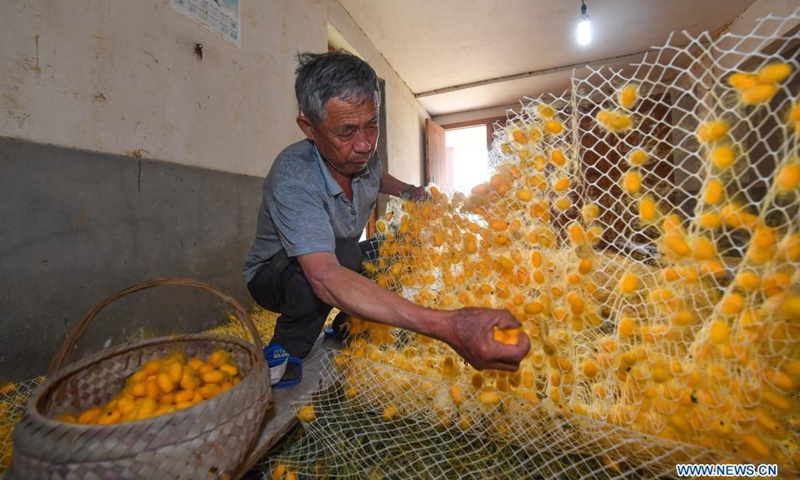 A villager harvests gloden cocoons at his silkworm breeding farm in Jiansheng Village of Tongxiang City, east China's Zhejiang Province on May 25, 2021. Tongxiang, east China's Zhejiang Province, is famous for its over 4,000 years' history of sericulture. Its silkworm breeding and mulberry planting tradition has been listed by the State Council as the national intangible cultural heritage. A new variety of silkworm called golden cocoon is pale gold in color.(Photo: Xinhua)