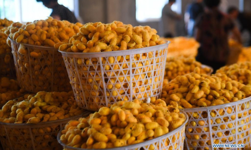 Photo taken on May 26, 2021 shows purchased golden cocoons at a sericulture cooperative in Jiansheng Village of Tongxiang City, east China's Zhejiang Province. Tongxiang, east China's Zhejiang Province, is famous for its over 4,000 years' history of sericulture. Its silkworm breeding and mulberry planting tradition has been listed by the State Council as the national intangible cultural heritage. A new variety of silkworm called golden cocoon is pale gold in color.(Photo: Xinhua)