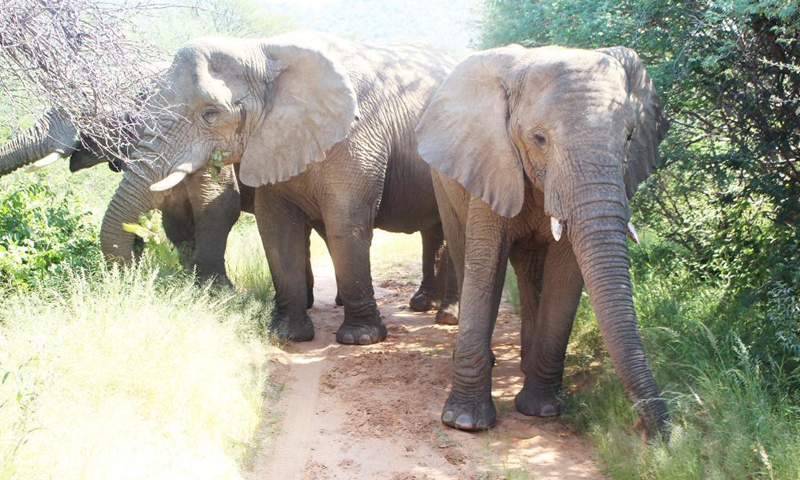 Photo taken on April 5, 2021 shows elephants in Omaruru, Namibia.Photo:Xinhua
