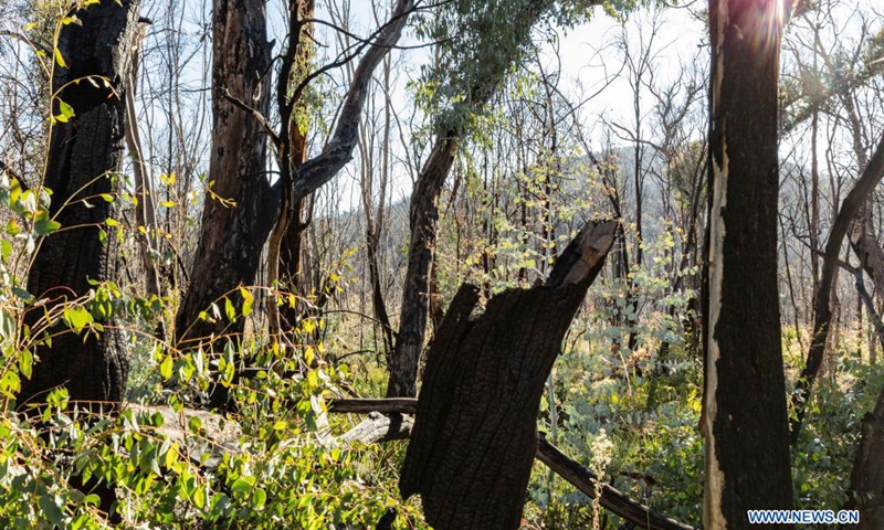 Photo taken on June 5, 2021 shows sprouts growing out of burned trees at Namadgi National Park, about 40 kilometres southwest of Canberra, Australia. Almost one and a half years after the devastating bushfire, Namadgi National Park has already turned green again and been open to the public.Photo:Xinhua
