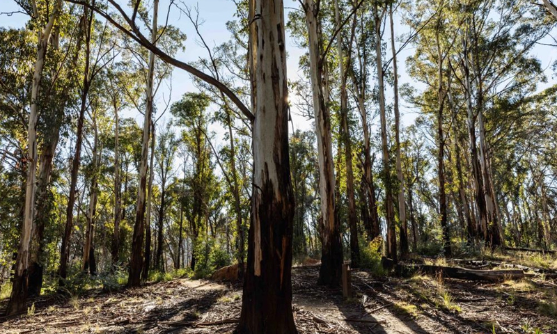 Photo taken on June 5, 2021 shows sprouts growing out of burned trees at Namadgi National Park, about 40 kilometres southwest of Canberra, Australia. Almost one and a half years after the devastating bushfire, Namadgi National Park has already turned green again and been open to the public. Photo:Xinhua