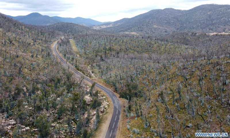 Aerial photo taken on June 4, 2021 shows sprouts growing out of burned trees at Namadgi National Park, about 40 kilometres southwest of Canberra, Australia. Almost one and a half years after the devastating bushfire, Namadgi National Park has already turned green again and been open to the public.Photo:Xinhua