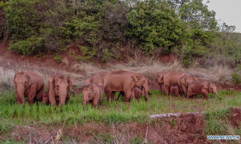 Aerial photo taken on June 6, 2021 shows wild Asian elephants in Jinning District of Kunming, southwest China's Yunnan Province. A herd of wild Asian elephants have made a temporary stop along their migration in the outskirts of the southwestern Chinese city of Kunming, authorities said Monday. Of the 15 elephants, one male has broken free from the herd and is currently about 4 km to the northeast of the group, according to the on-site command tracking the elephants.(Photo: Xinhua)