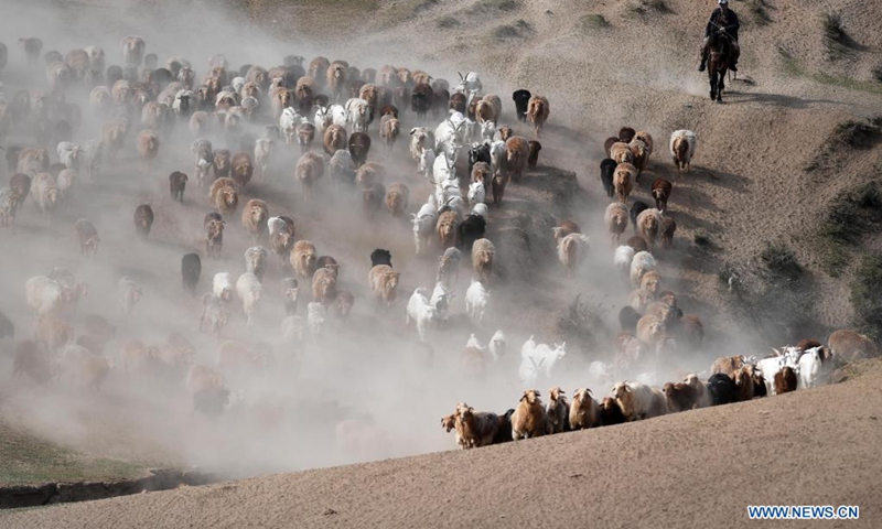 Ethnic Kazakh herdsmen move their livestock to summer pastures in Fuhai County of Altay, northwest China's Xinjiang Uygur Autonomous Region, June 5, 2021.(Photo: Xinhua)