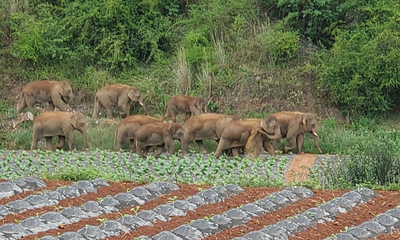 The photo taken on June 3, 2021 in Jinning, Yunnan Province shows the elephants starts to wander southward. Photo: Red Star News Li Wentao/CFP