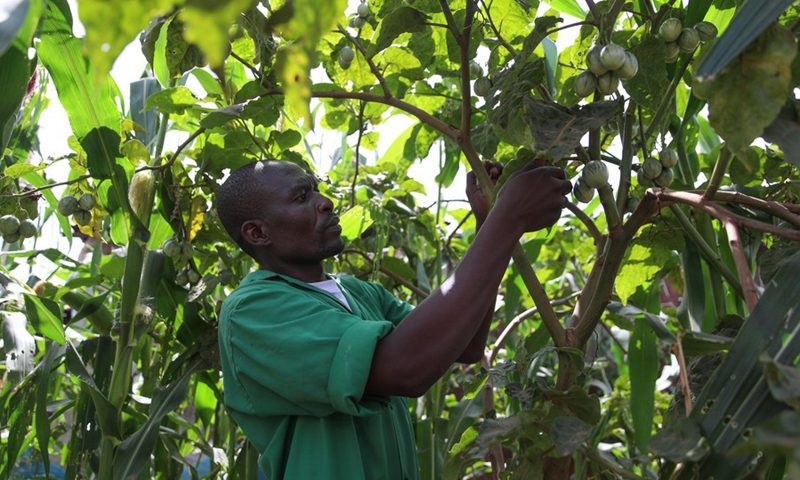 Fredrick Okinda takes care of the garden on June 2, 2021.(Photo: Xinhua)