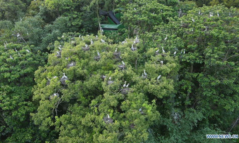 Aerial photo taken on June 3, 2021 shows herons perching on trees in Lian'ao Village of Bili Town in Luoyuan County, southeast China's Fujian Province. Lian'ao Village is a small village close to the sea and surrounded by hills. From March to April every year, flocks of herons come to the forests near the village to build nests and give birth to chicks, thanks to the protection from local villagers and the good local environment.(Photo: Xinhua)
