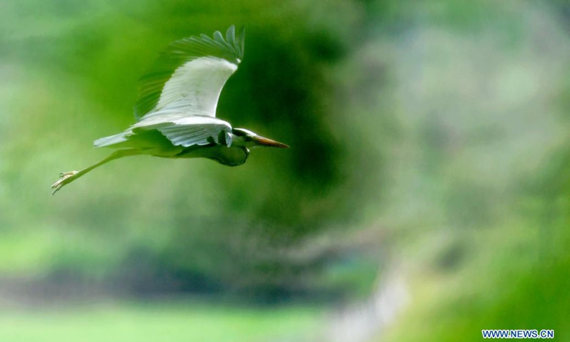 A heron flies over Lian'ao Village of Bili Town in Luoyuan County, southeast China's Fujian Province, June 3, 2021. Lian'ao Village is a small village close to the sea and surrounded by hills. From March to April every year, flocks of herons come to the forests near the village to build nests and give birth to chicks, thanks to the protection from local villagers and the good local environment. (Photo: Xinhua)