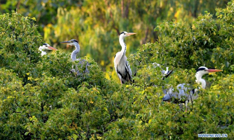 Herons perch on branches in Lian'ao Village of Bili Town in Luoyuan County, southeast China's Fujian Province, June 3, 2021. Lian'ao Village is a small village close to the sea and surrounded by hills. From March to April every year, flocks of herons come to the forests near the village to build nests and give birth to chicks, thanks to the protection from local villagers and the good local environment.(Photo: Xinhua)