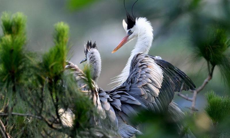 Herons perch on branches in Lian'ao Village of Bili Town in Luoyuan County, southeast China's Fujian Province, June 3, 2021. Lian'ao Village is a small village close to the sea and surrounded by hills. From March to April every year, flocks of herons come to the forests near the village to build nests and give birth to chicks, thanks to the protection from local villagers and the good local environment.(Photo: Xinhua)