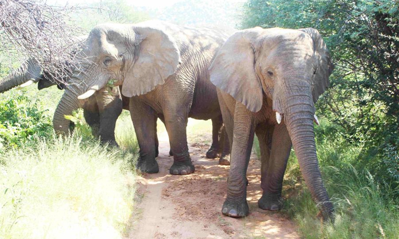 Photo taken on April 5, 2021 shows elephants in Omaruru, Namibia.(Photo: Xinhua)