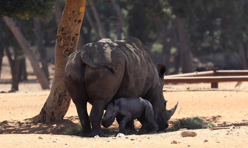 A newborn baby rhino is seen with its mother at the Ramat Gan Safari Park zoo in the central Israeli city of Ramat Gan, on June 6, 2021.(Photo: Xinhua)