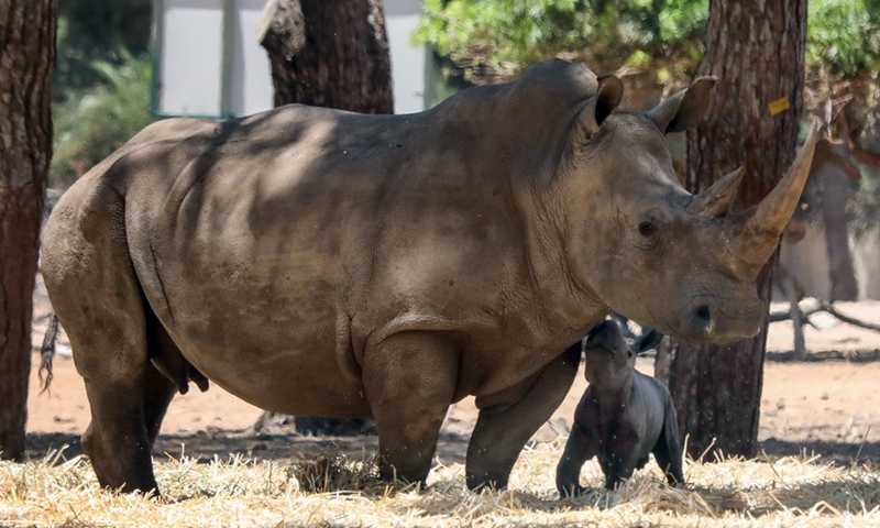 A newborn baby rhino is seen with its mother at the Ramat Gan Safari Park zoo in the central Israeli city of Ramat Gan, on June 6, 2021.(Photo: Xinhua)