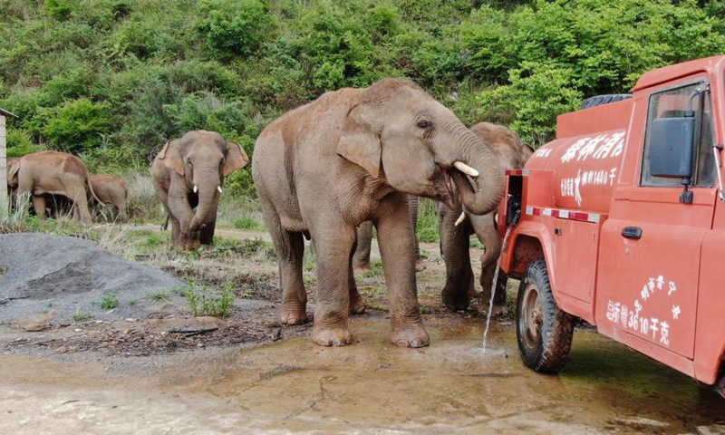 Photo shows a fire engine providing drinking water for the herd in the Jinning District of Kunming, capital of southwest China's Yunnan Province, on June 3, 2021.(Photo: Xinhua)
