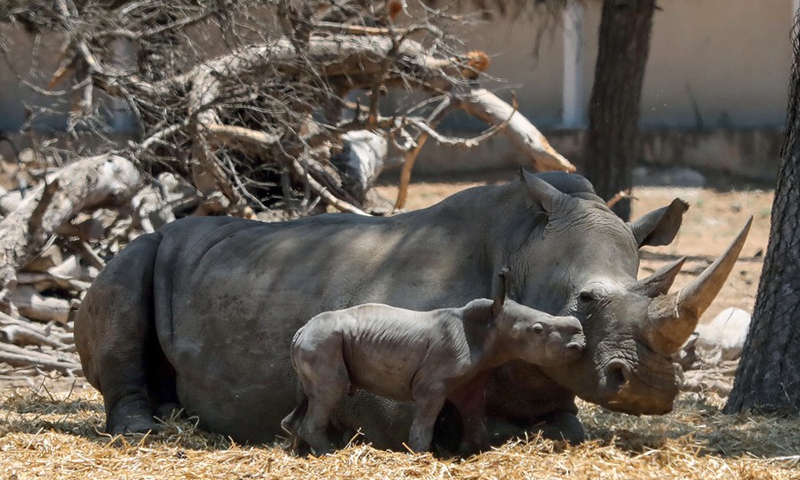 A newborn baby rhino is seen with its mother at the Ramat Gan Safari Park zoo in the central Israeli city of Ramat Gan, on June 6, 2021.(Photo: Xinhua)