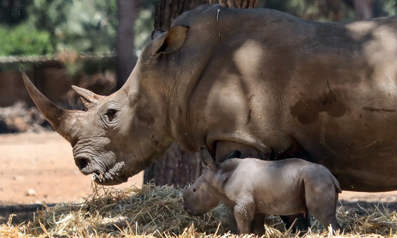 A newborn baby rhino is seen with its mother at the Ramat Gan Safari Park zoo in the central Israeli city of Ramat Gan, on June 6, 2021.(Photo: Xinhua)