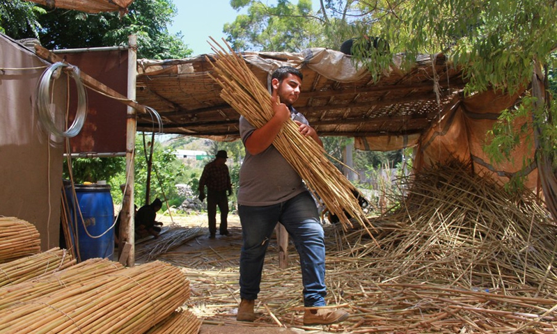 A man carries reeds to make handicrafts in the district of Koura, Lebanon, on June 5, 2021.(Photo: Xinhua)