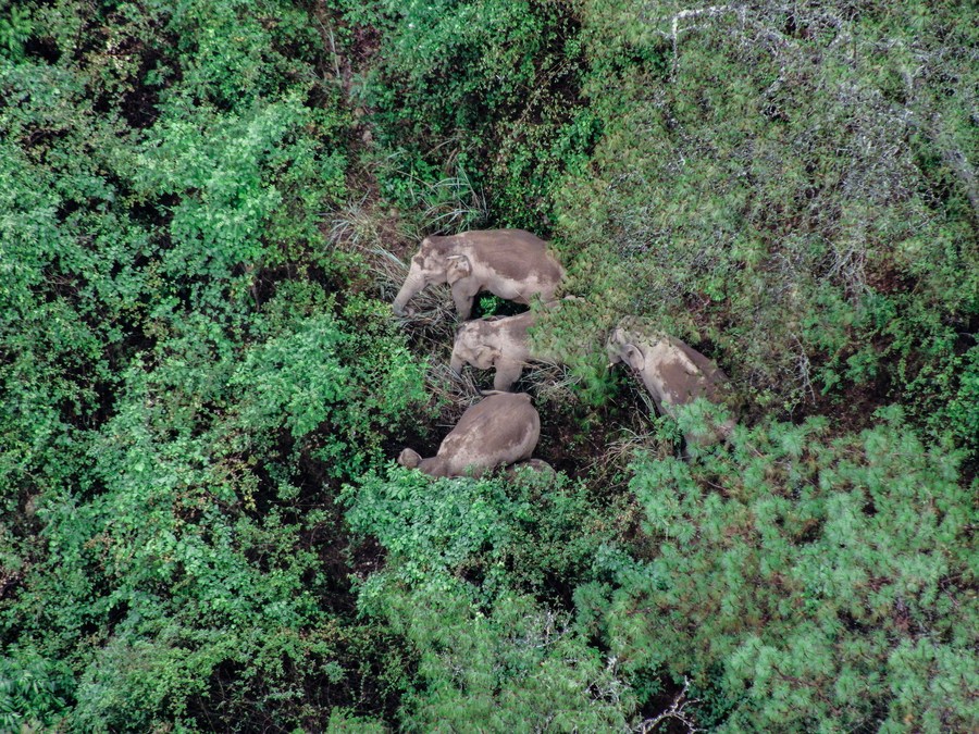 Aerial photo taken on June 5, 2021 shows wild Asian elephants in Jinning District of Kunming, southwest China's Yunnan Province.(Photo: Xinhua)