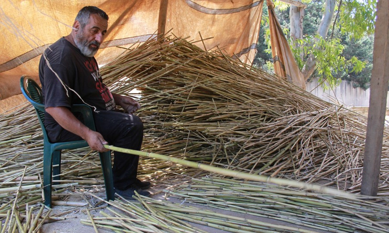 A man prepares reeds to make handicrafts in the district of Koura, Lebanon, on June 5, 2021.(Photo: Xinhua)